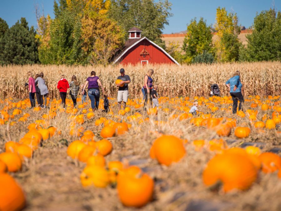 The Pumpkin Festival at Chatfield Farms. Photo courtesy of Denver Botanic Gardens