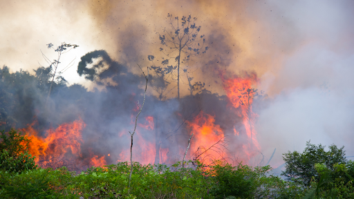 Fire In The Amazon