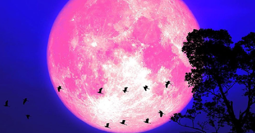 Aprils Full Pink Moon