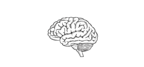 An image/drawing of a brain from Canva. 