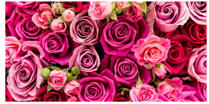 This is a picture from Ian Gavan/Getty Images for ASDA, detailing different colored roses representing Valentine's day. 